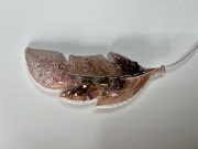 IMG_7924.jpeg